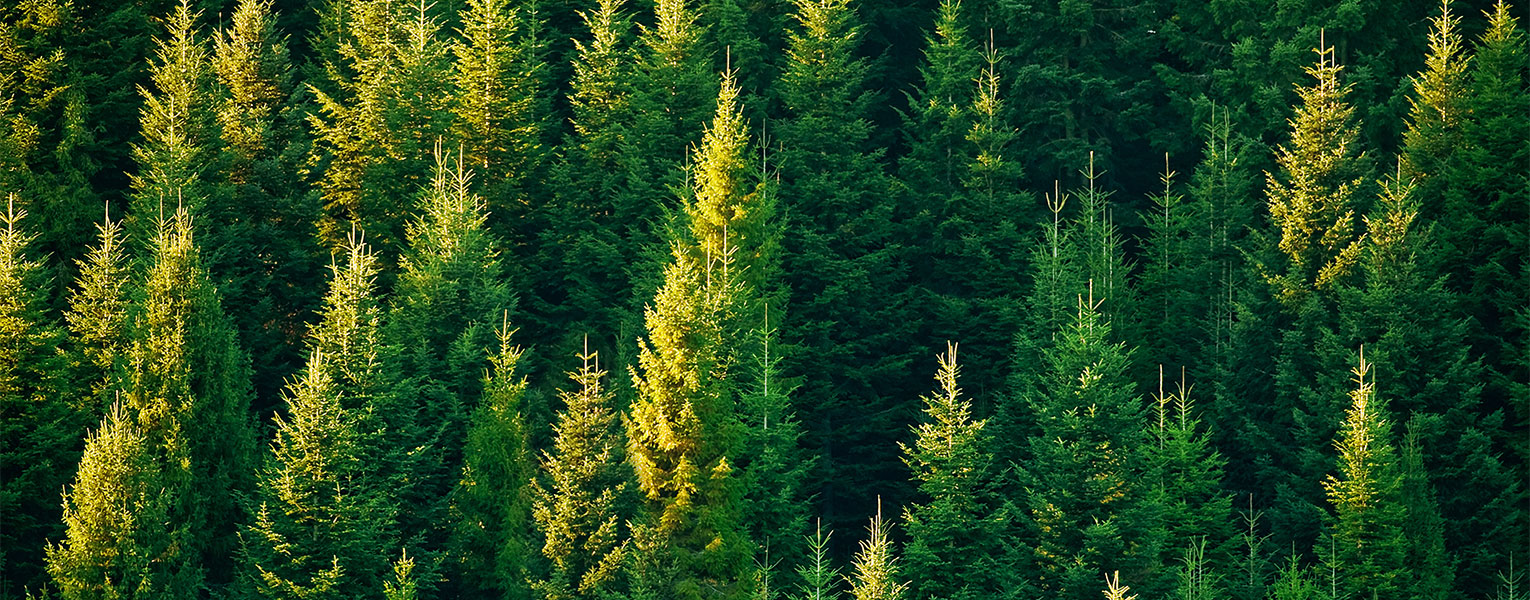 国家储备林项目建设运营