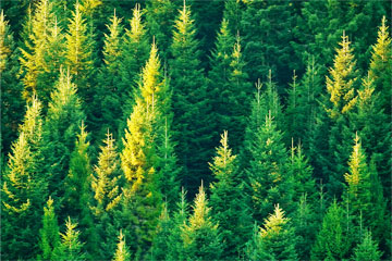 国家储备林项目建设运营